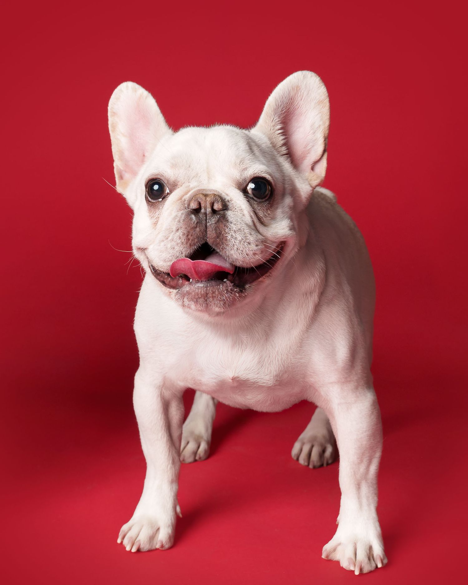 Studio portrait of a White French bulldog standing and smiling against a red backdrop