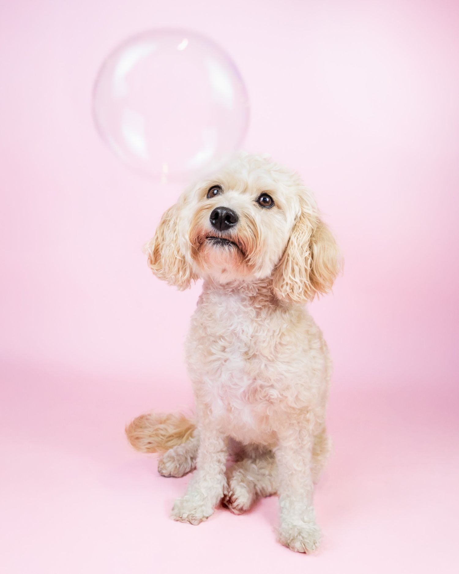 Cream-colored Cavapoo watching a bubble against a light pink studio backdrop