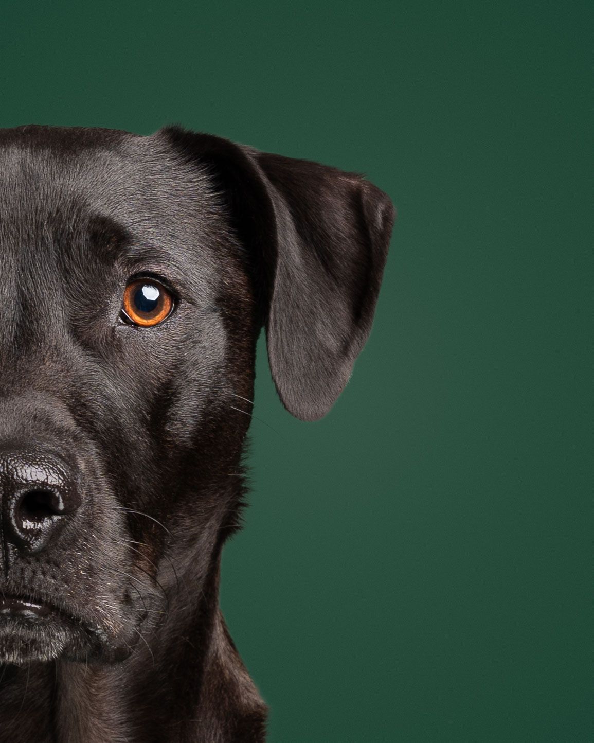 Close-up portrait of half a black dog’s face against a dark green studio backdrop