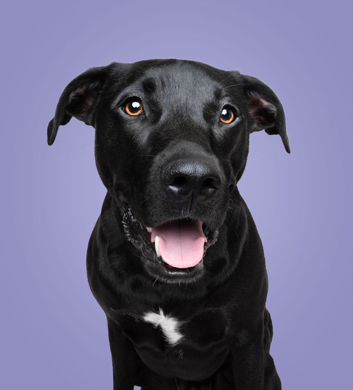 Happy black dog with tongue out against a lavender studio backdrop