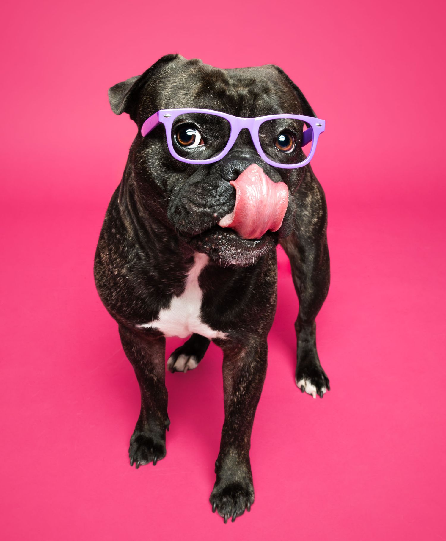 French bulldog wearing purple glasses licking its nose against a bright pink studio backdrop