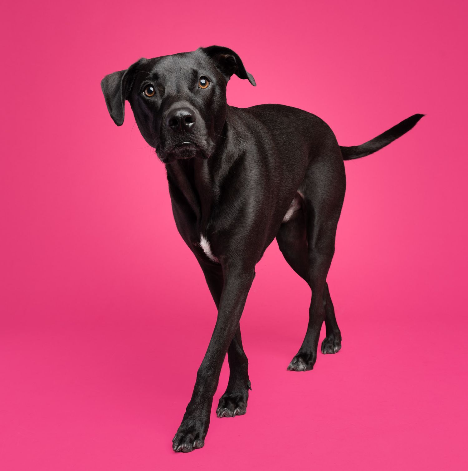 Black dog walking toward the camera against a bright pink studio backdrop