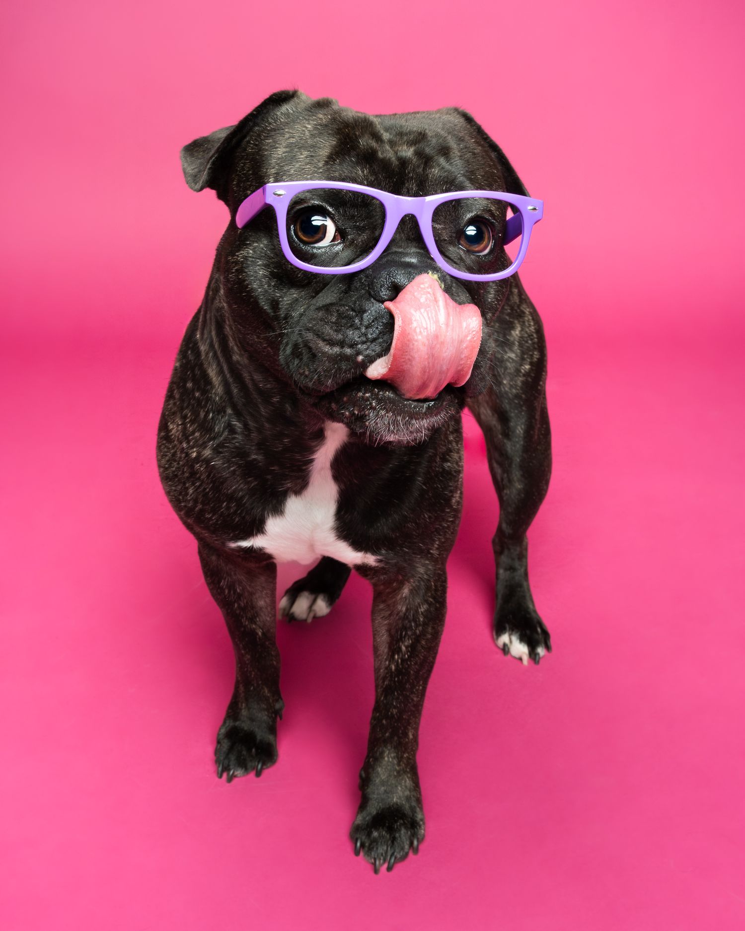 French bulldog wearing purple glasses licking its nose against a bright pink studio backdrop