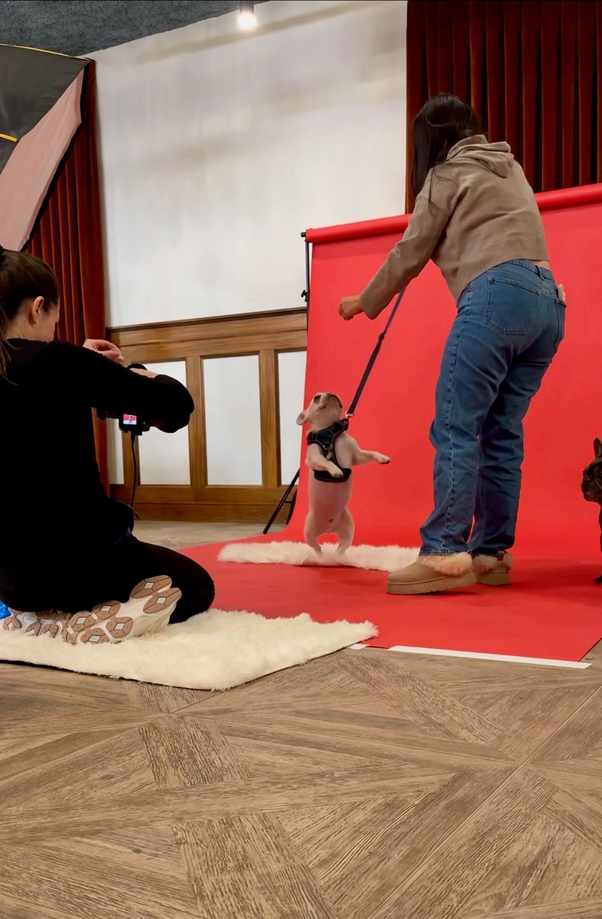 Behind the scenes of a pet photography studio session with a white French bulldog posing against a red backdrop