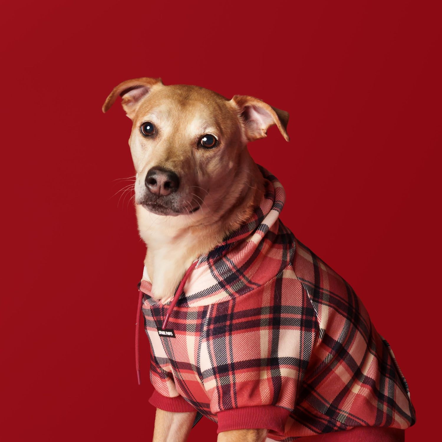 Tan dog sitting in red plaid pajamas against a red studio backdrop