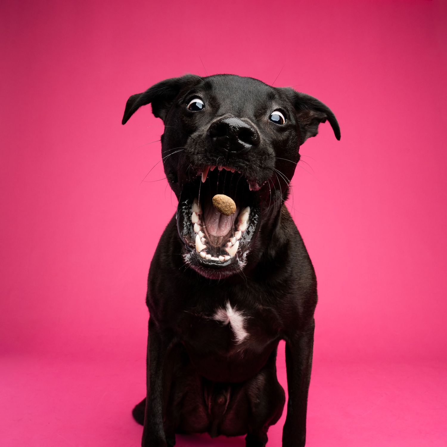 Black dog catching a treat against a bright pink studio backdrop