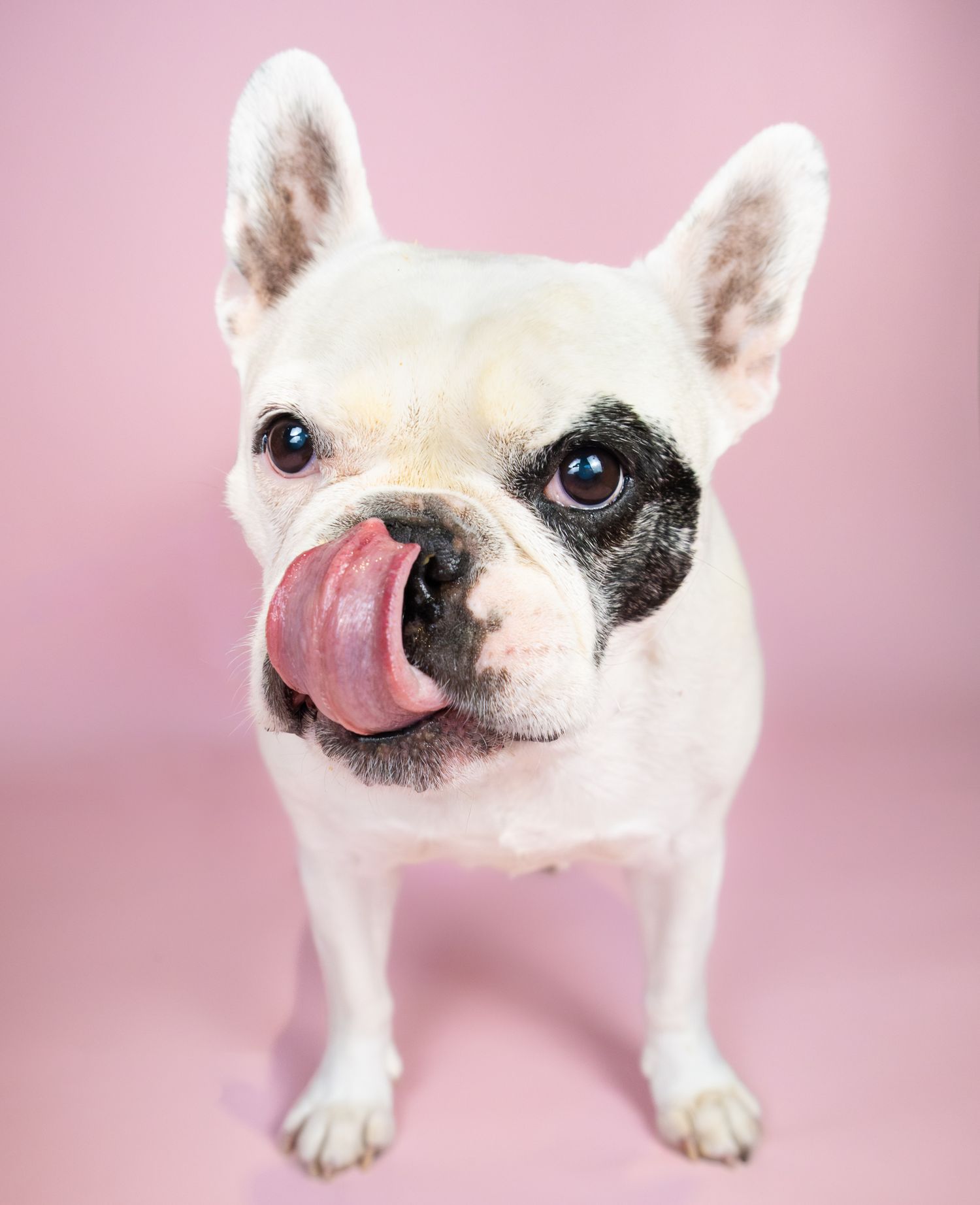 Small white and black French bulldog with its tongue out against a light pink studio backdrop