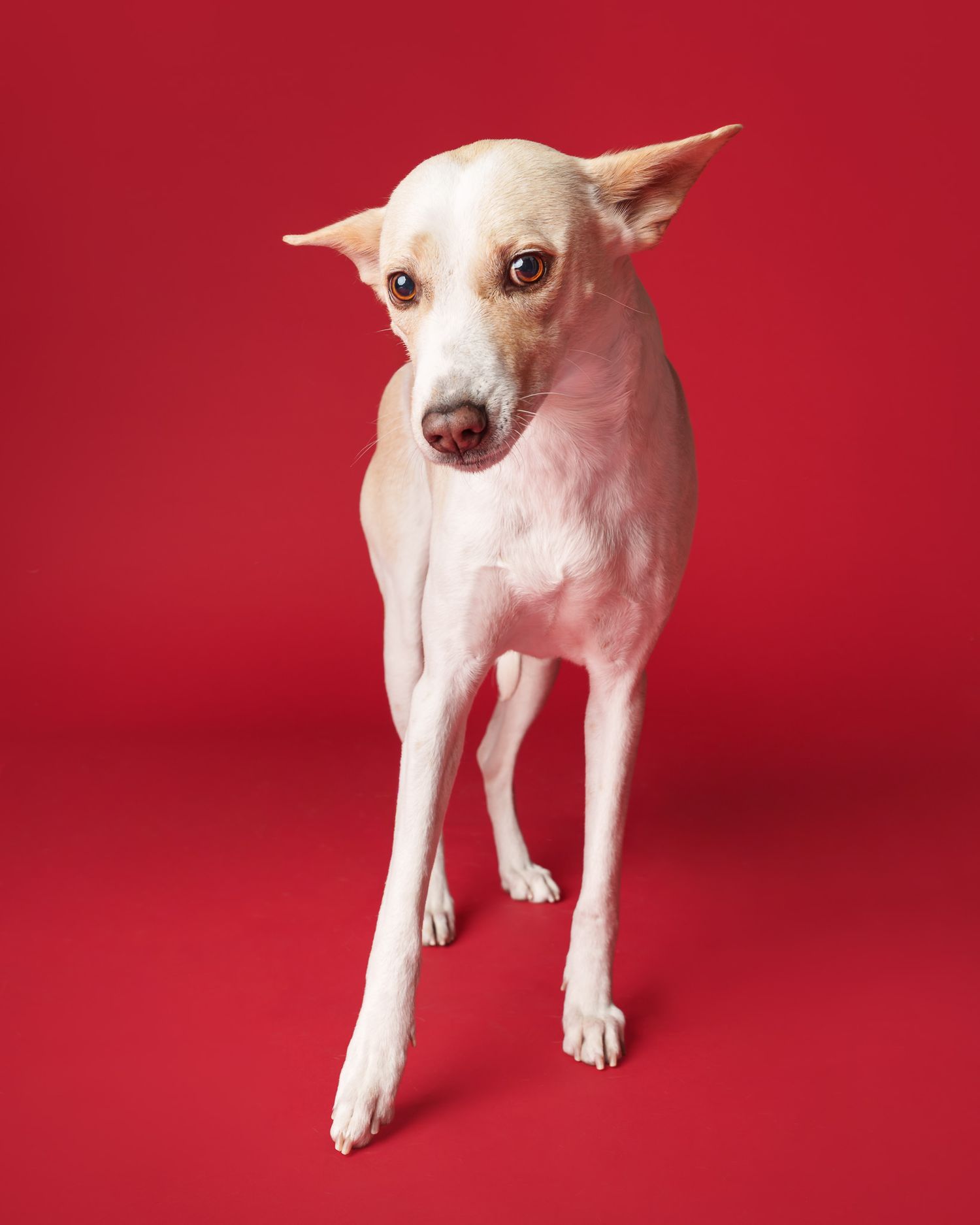 Cream-colored Africanis dog standing against a red studio backdrop