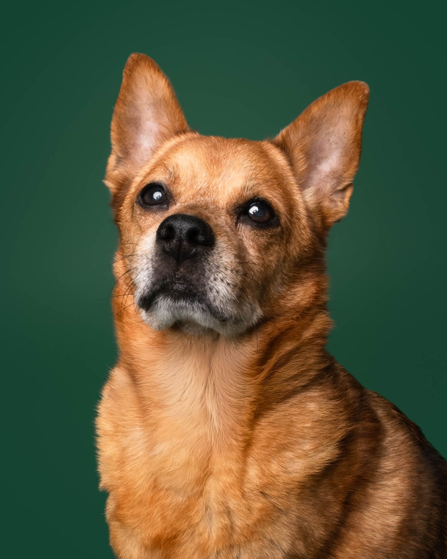Studio portrait of a brown dog with perky ears against a dark green backdrop