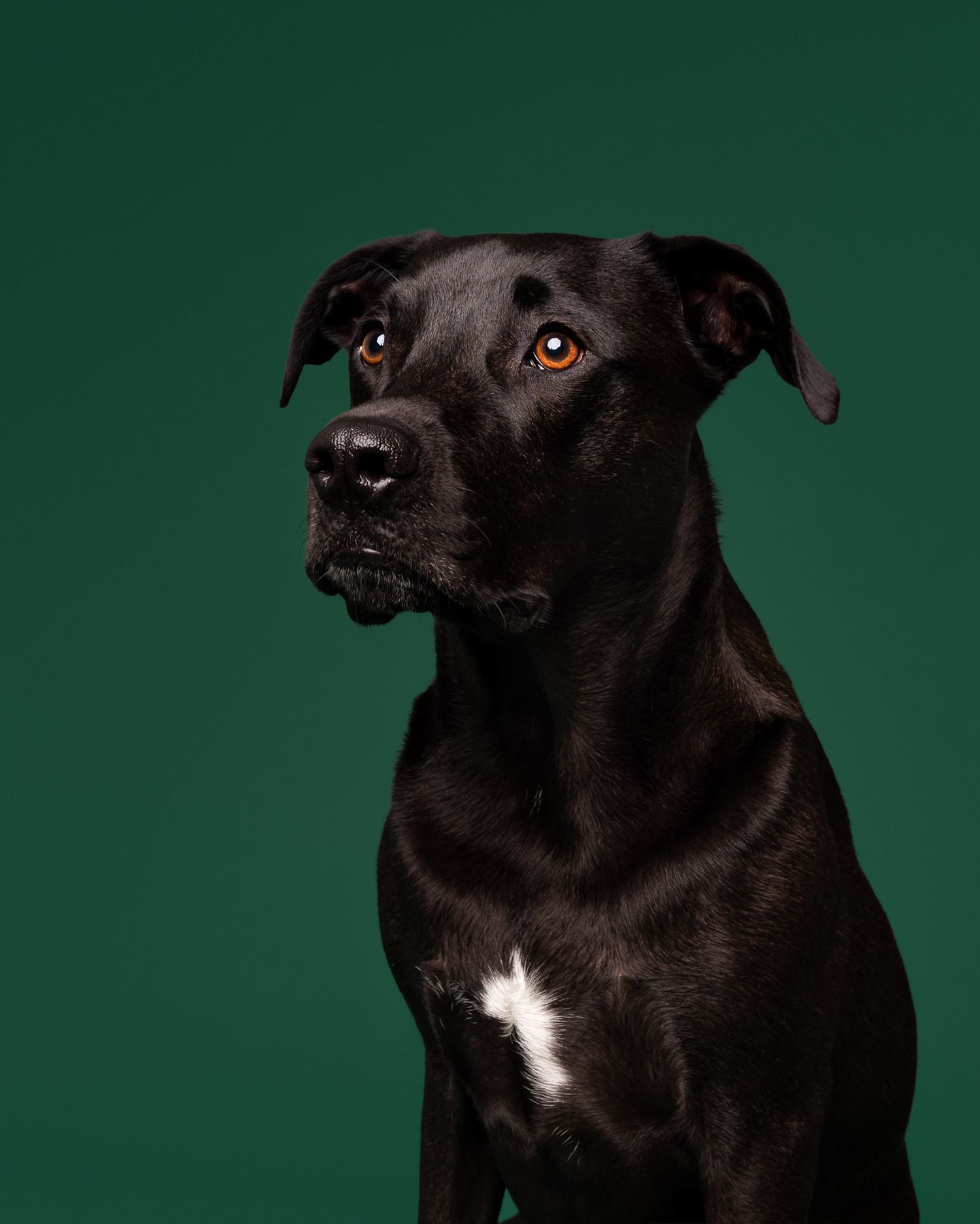 Black dog sitting and looking off camera against a dark green studio backdrop