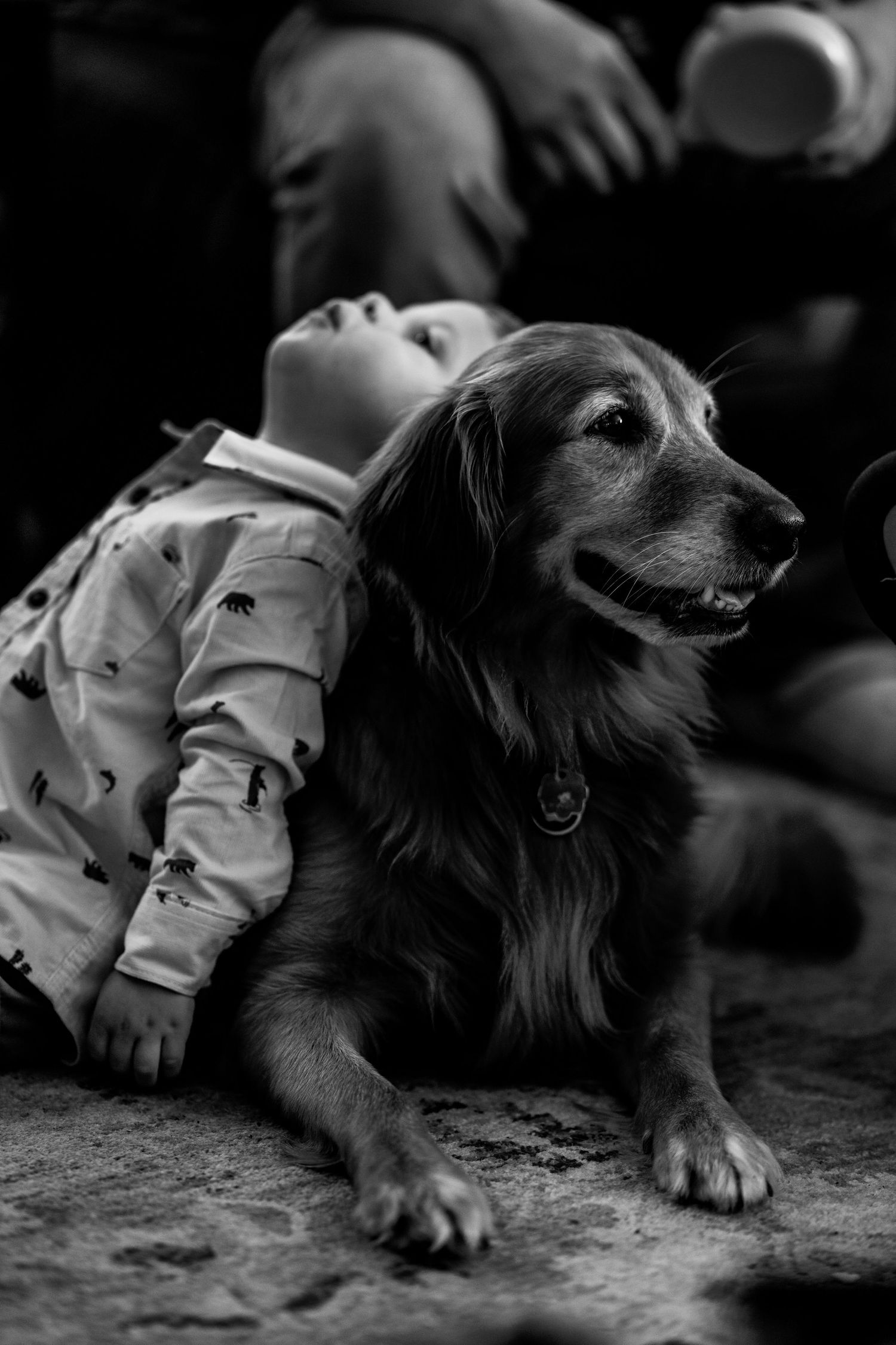 Series of black and white images showing a resting dog laying on the ground.