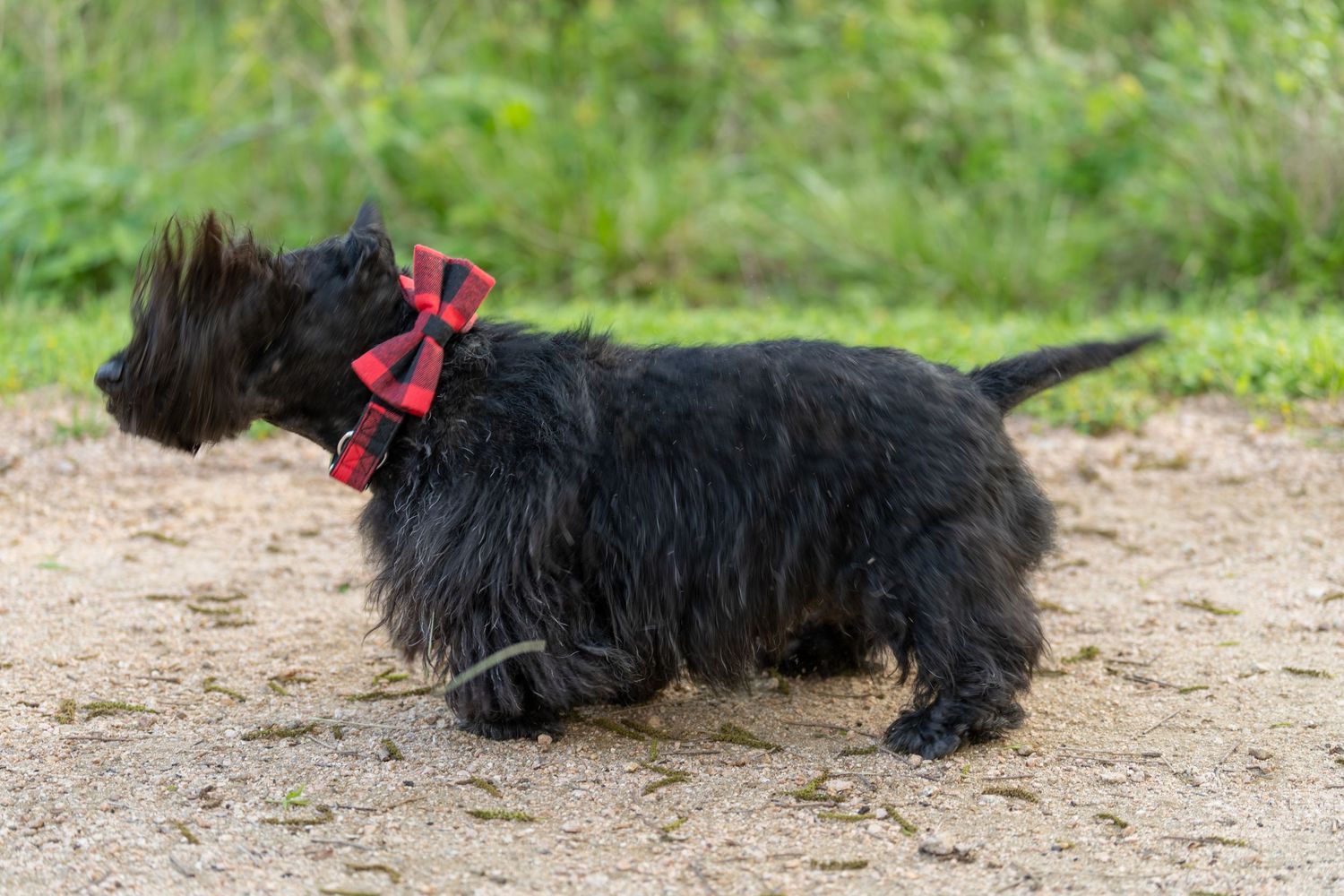 Black Scottish Terrier puppy with red plaid bow walking on sandy path with green grass background.