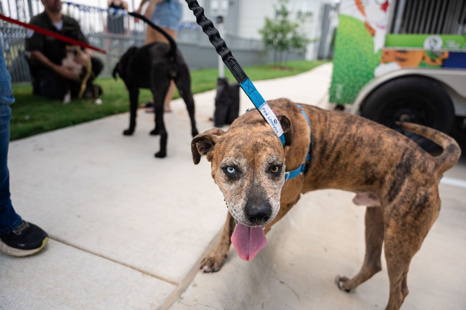 A brindle-colored dog on a blue leash standing on concrete outdoors.