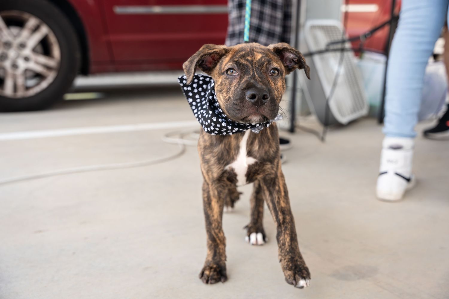 Brindle dog wearing a polka dot bandana standing at an outdoor event.
