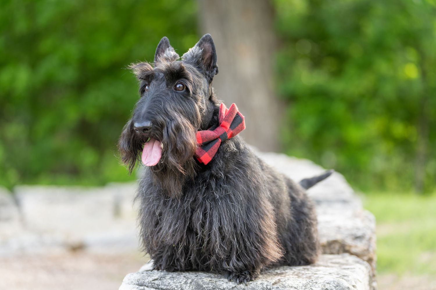 A dapper black Scottish Terrier wearing a red bow tie sits on a stone, with lush green trees in the background.