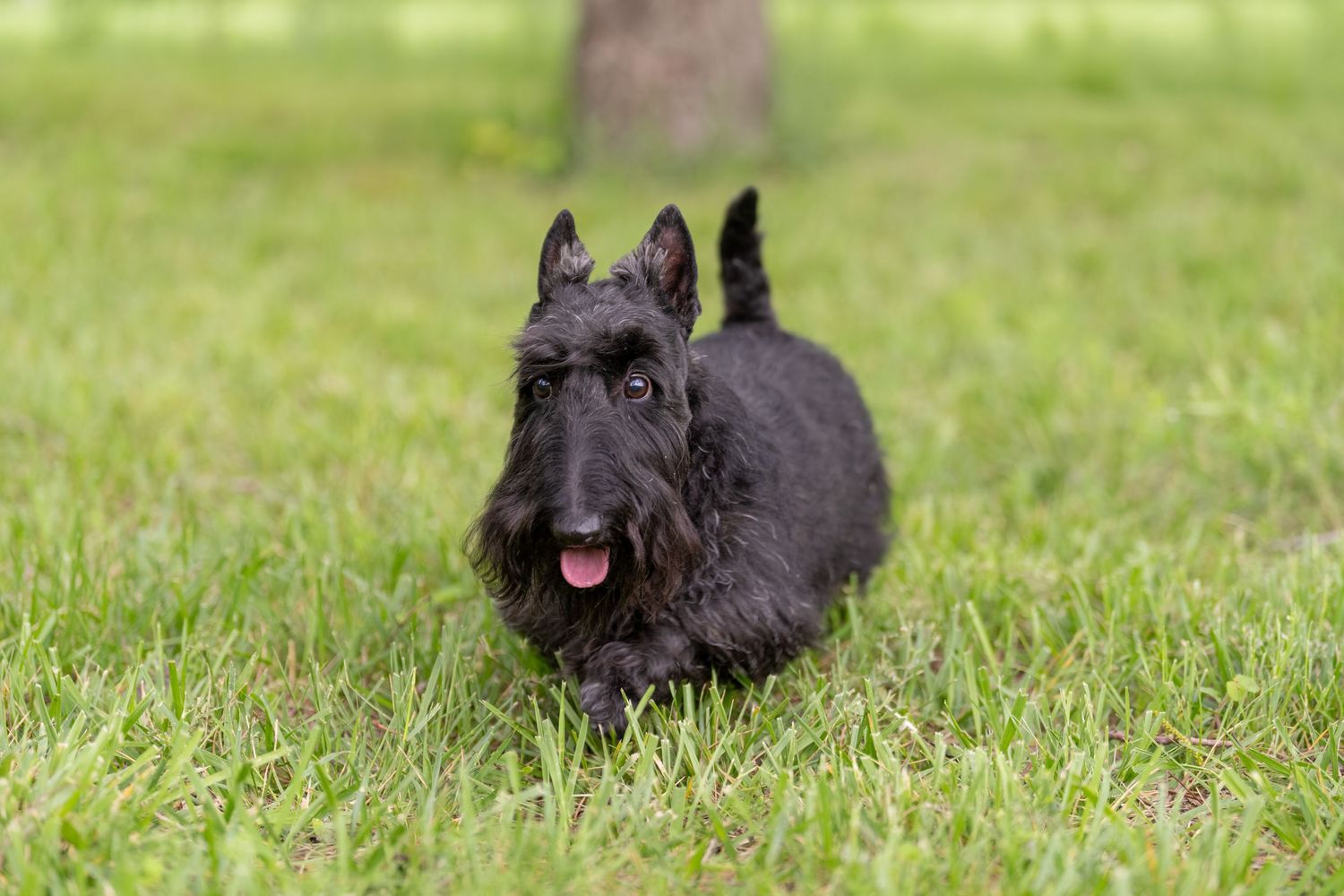 A black Scottish Terrier runs playfully across a lush green grass field with its tongue out.