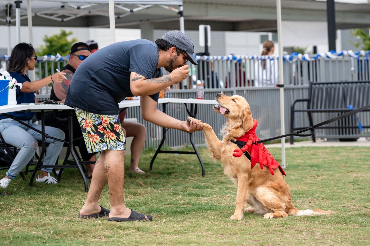 A golden retriever in a red vest demonstrates tricks with their handler at an outdoor event.