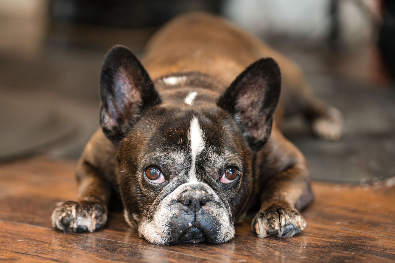 A Boston Terrier dog lying down with its head resting on a wooden surface, creating a panoramic view.
