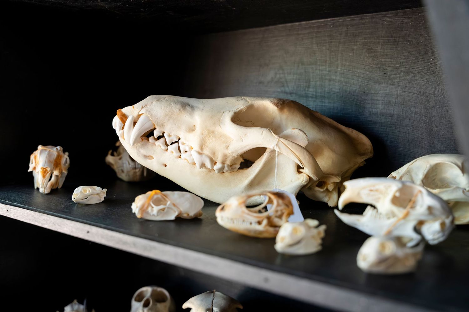 A series of animal skulls arranged in a row on a dark surface with dramatic lighting.