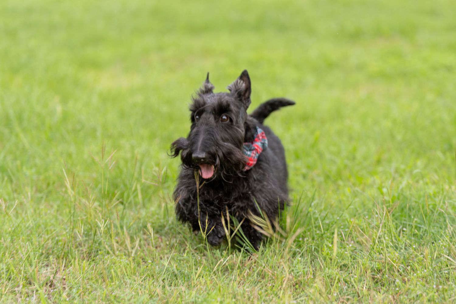 A black Scottish Terrier runs playfully through green grass, wearing a red harness, with tongue out and ears perked up.