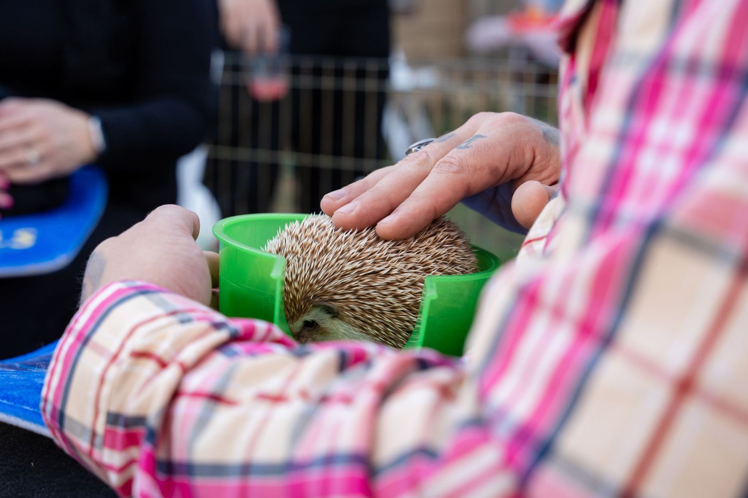 A hand in a plaid shirt sleeve gently pets a small hedgehog being held in a green container.