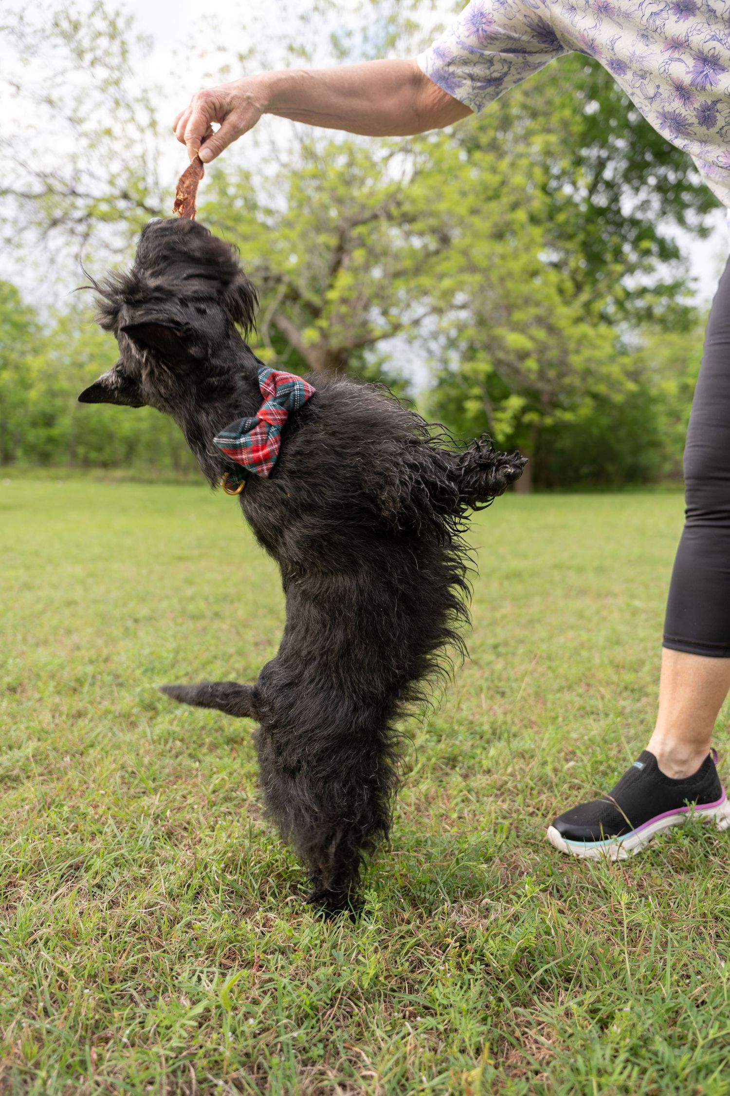 Black scruffy dog wearing plaid bow tie stands on hind legs reaching for treat held by person in green park.