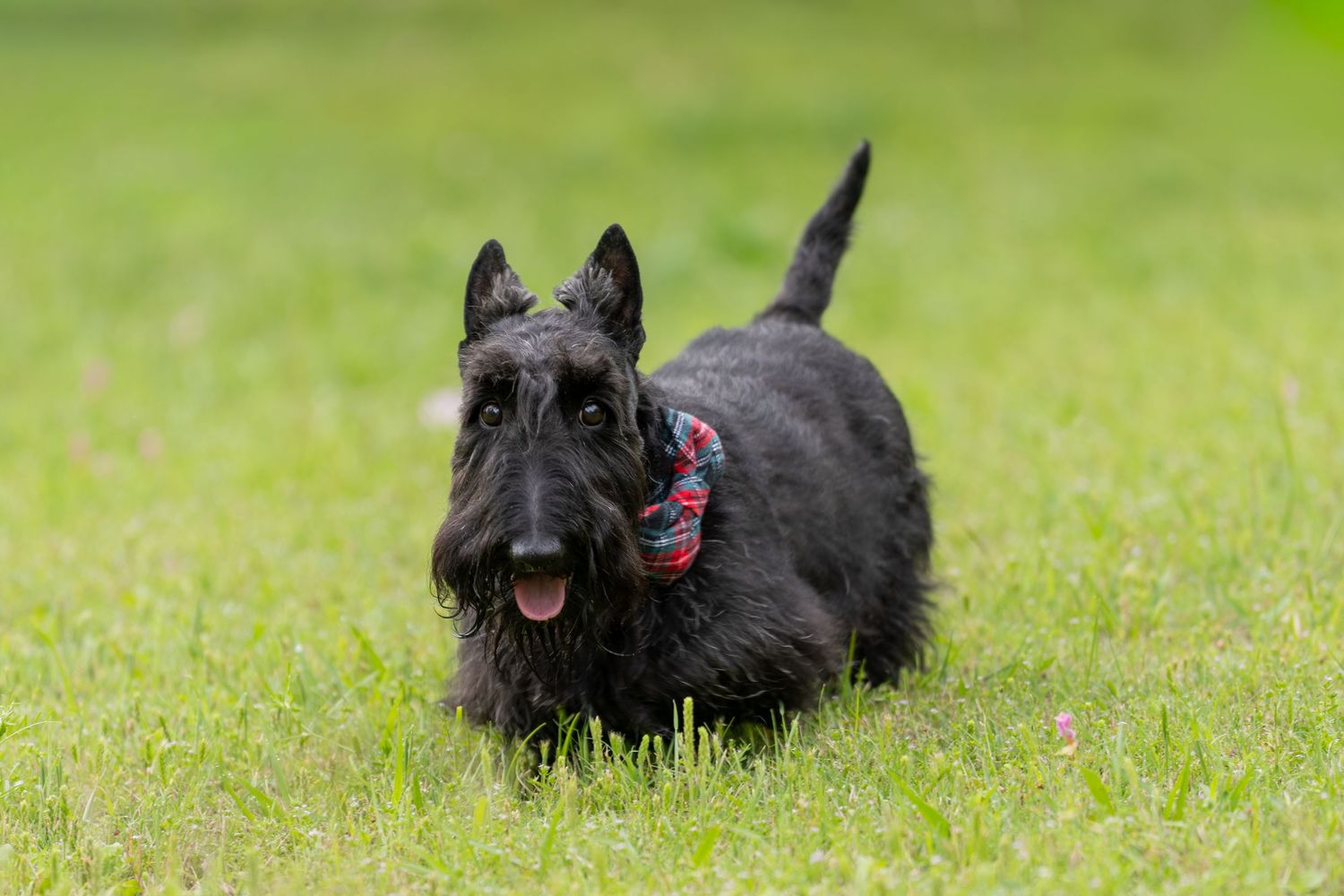 Black Scottish Terrier dog with plaid collar running on green grass with tongue out.