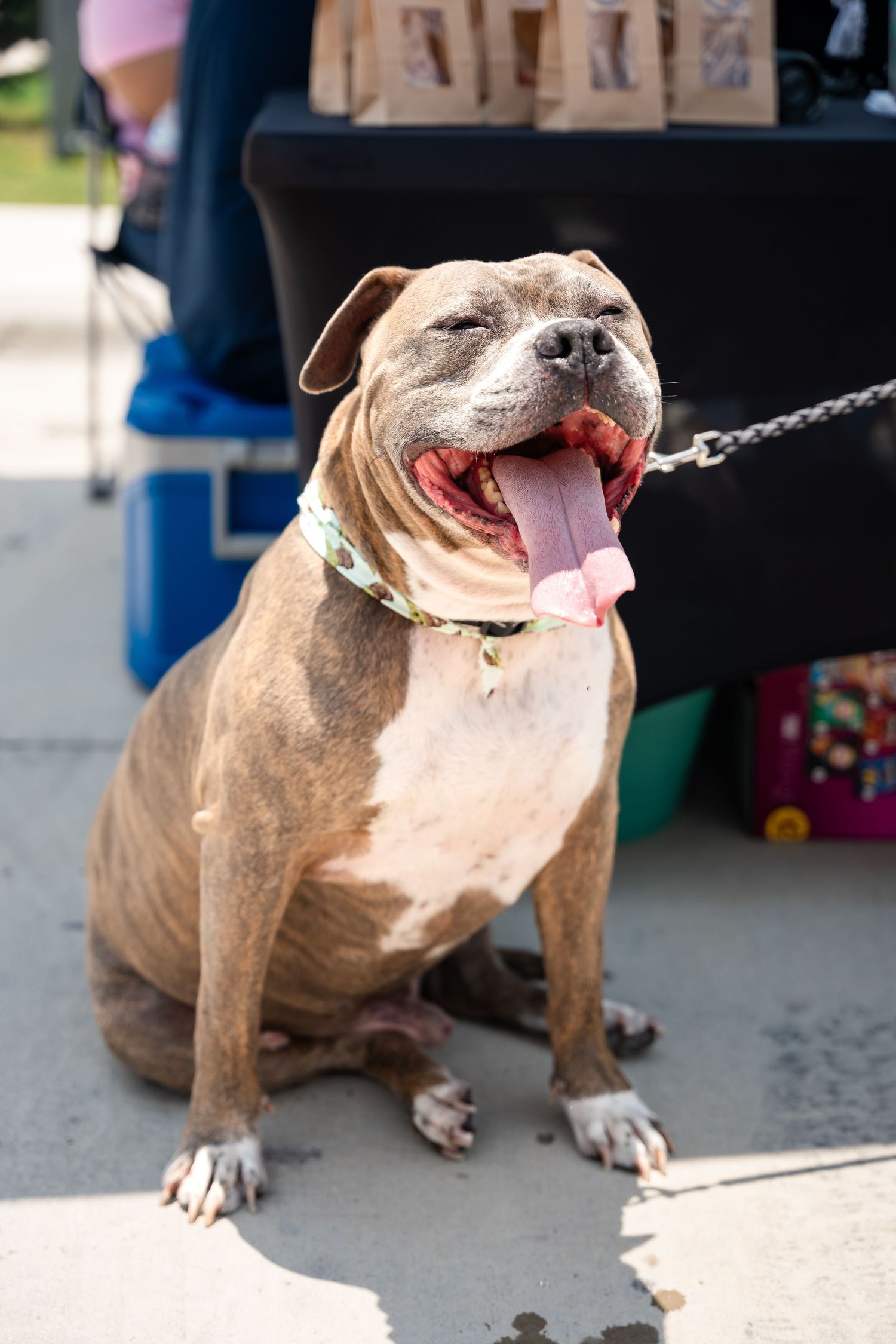 A happy pit bull type dog with a wide smile sits wearing a collar and chain leash.