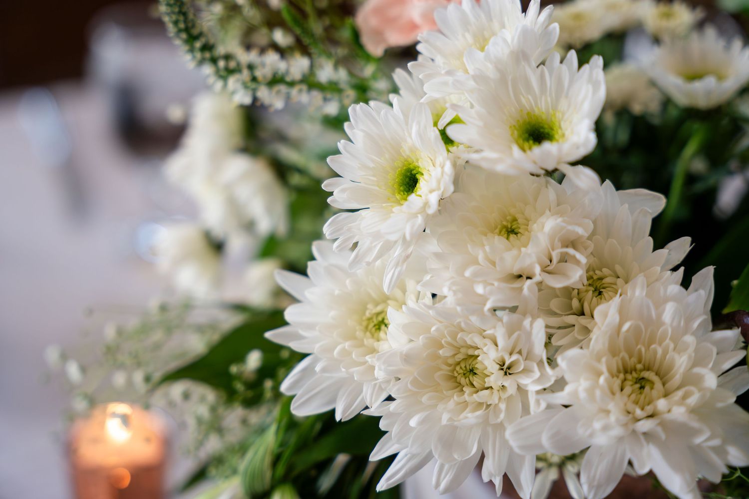 White chrysanthemum flowers bloom in a garden setting with soft candlelight in the background.