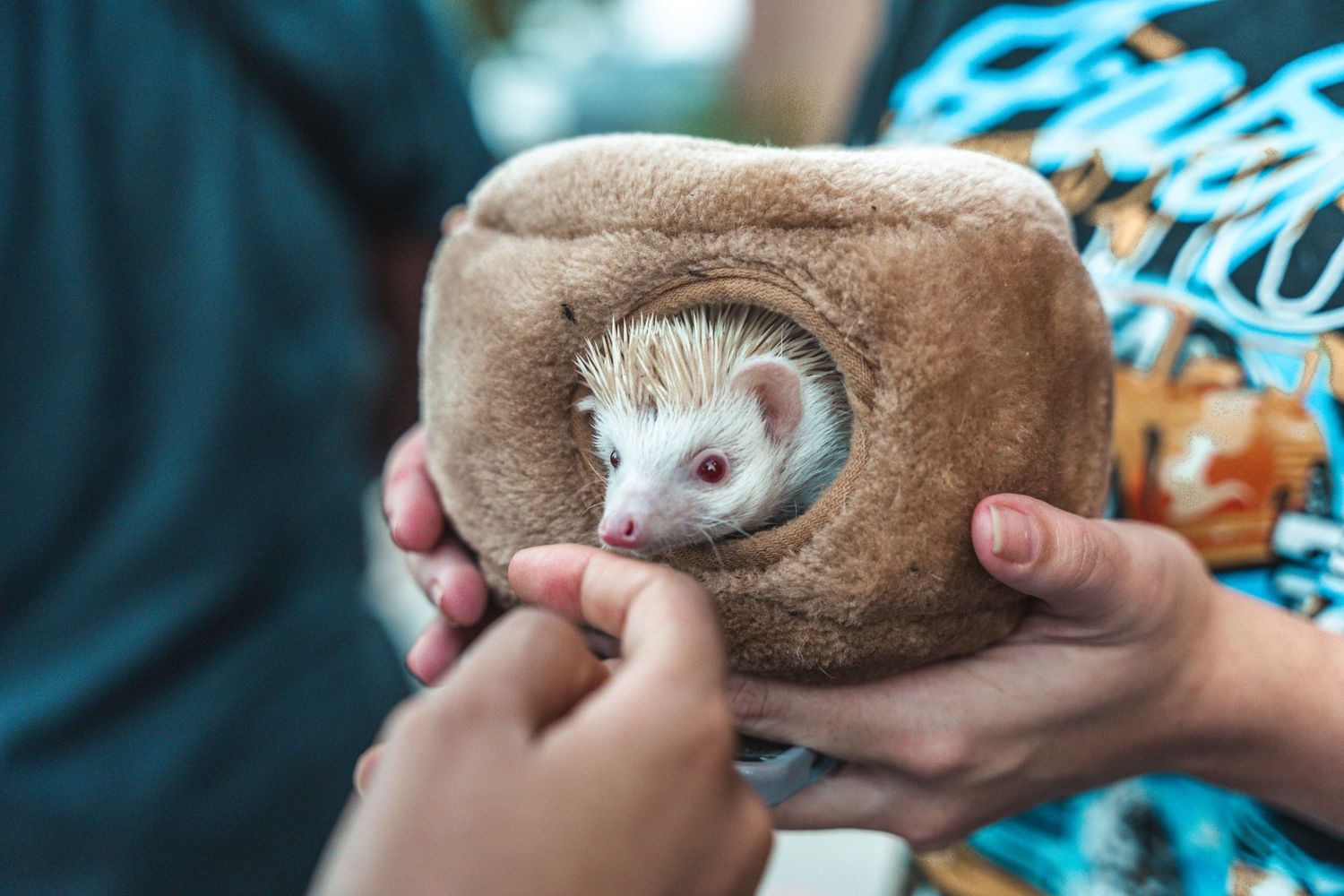 Adorable hedgehog peeking out from soft brown plush hideout held in hands.