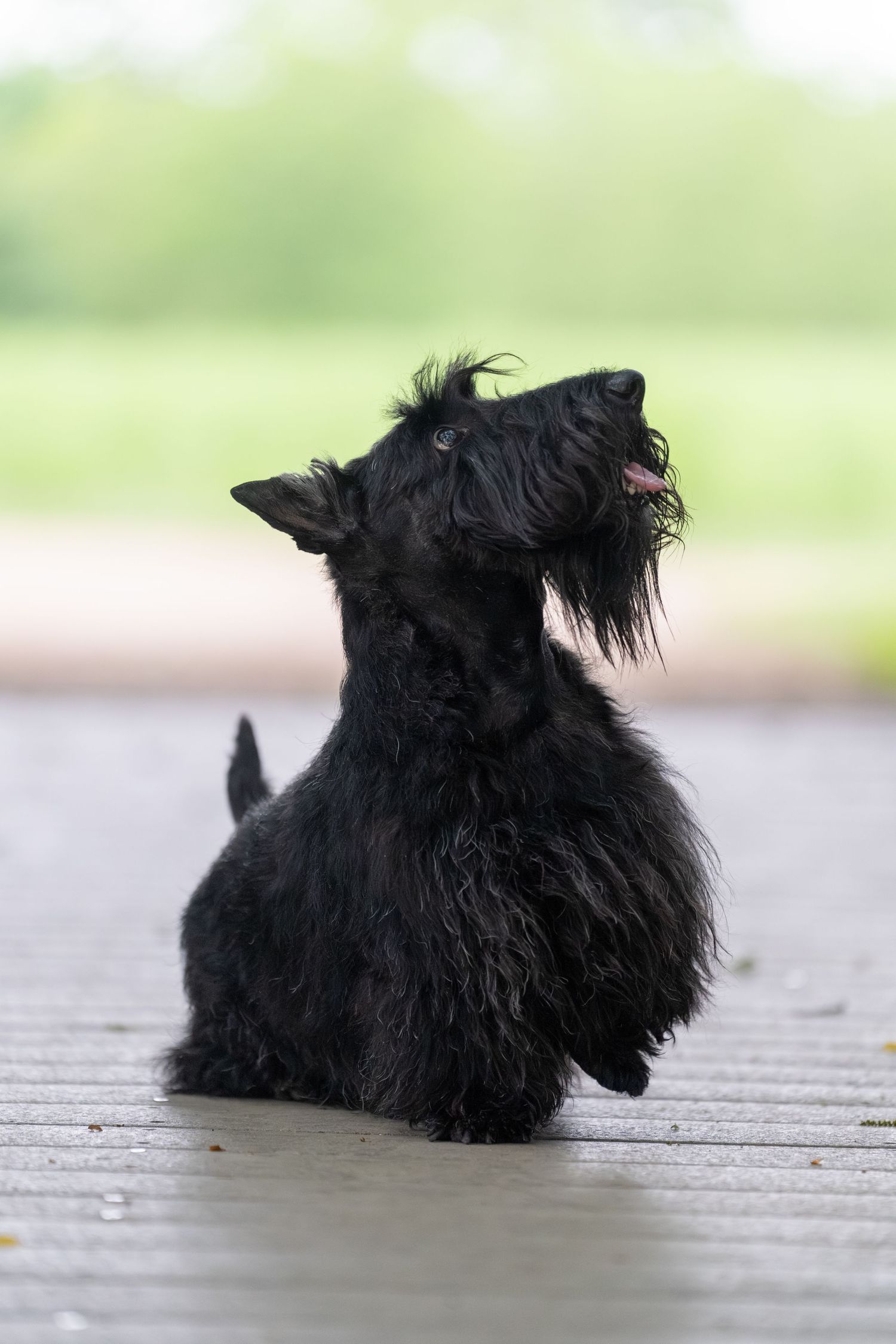 A black Scottish Terrier sits on a wooden deck, head raised with mouth open, green background.