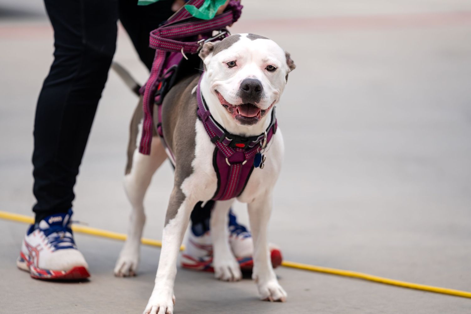Happy white dog wearing a purple harness on a leash.