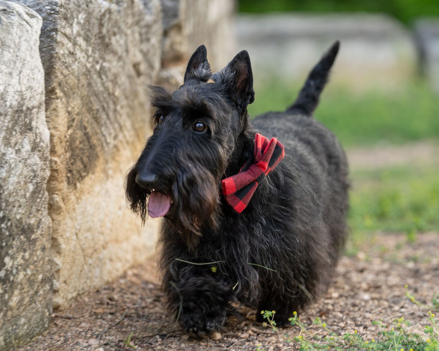 A black Scottish Terrier wearing a red plaid bow tie stands outdoors near a stone wall with tongue out.