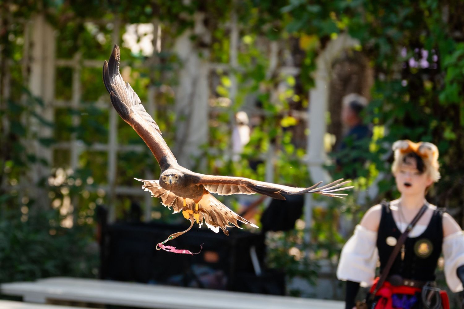 A hawk spreads its wings in flight during an outdoor demonstration with a blurred background.