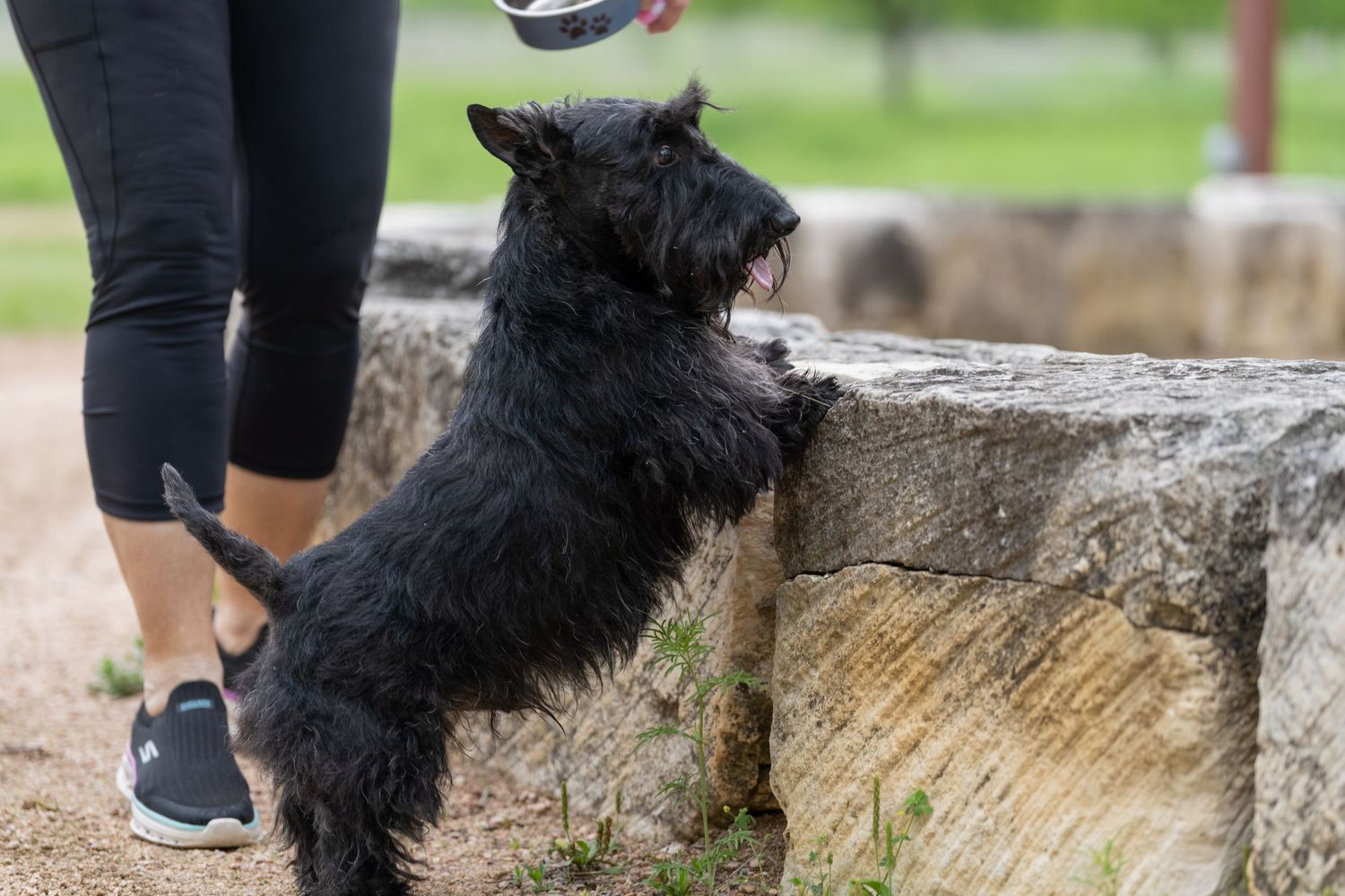 Black Scottish Terrier dog standing on hind legs against a stone bench while owner holds a treat outdoors.