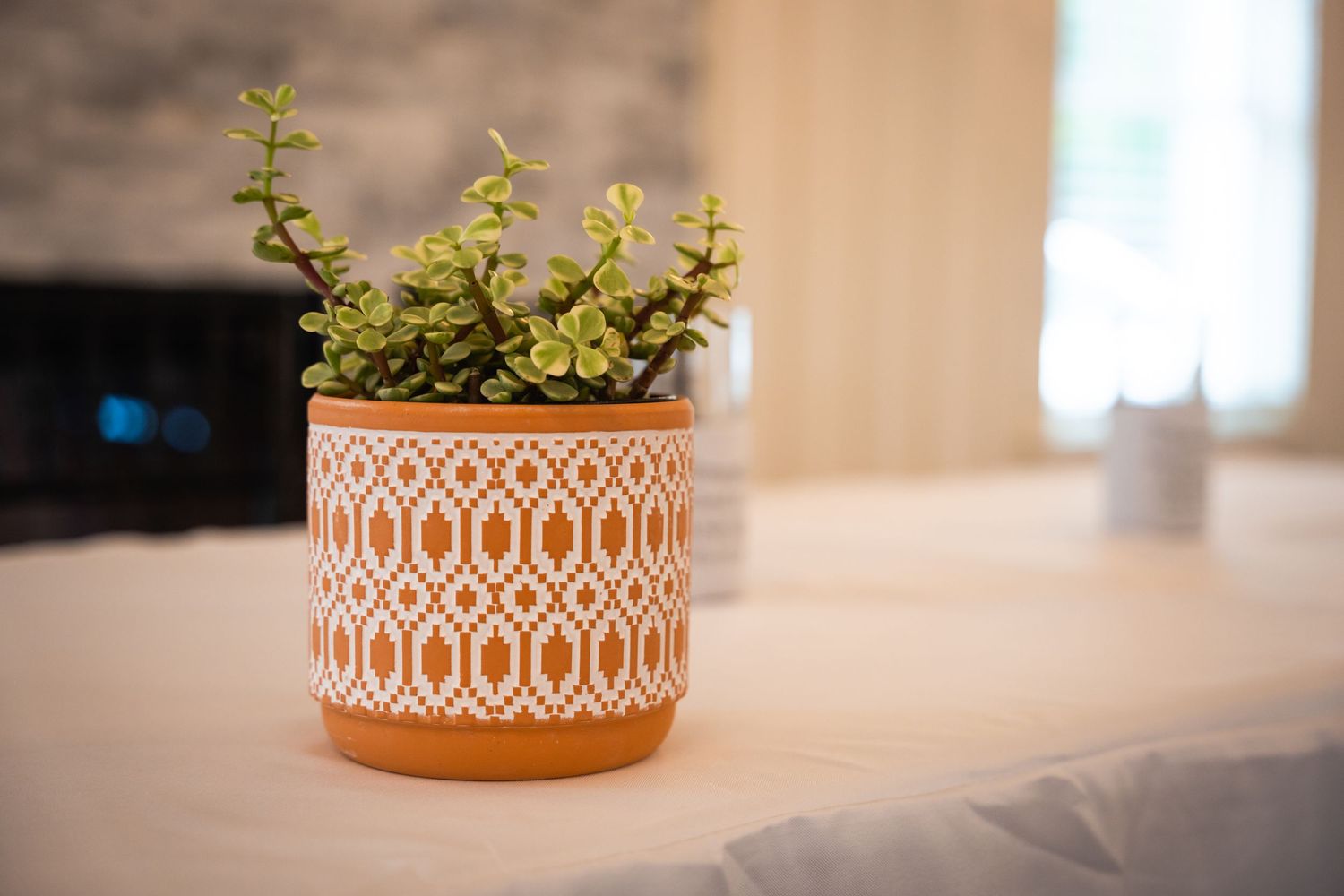 Small plant in decorative orange and white geometric patterned ceramic planter.