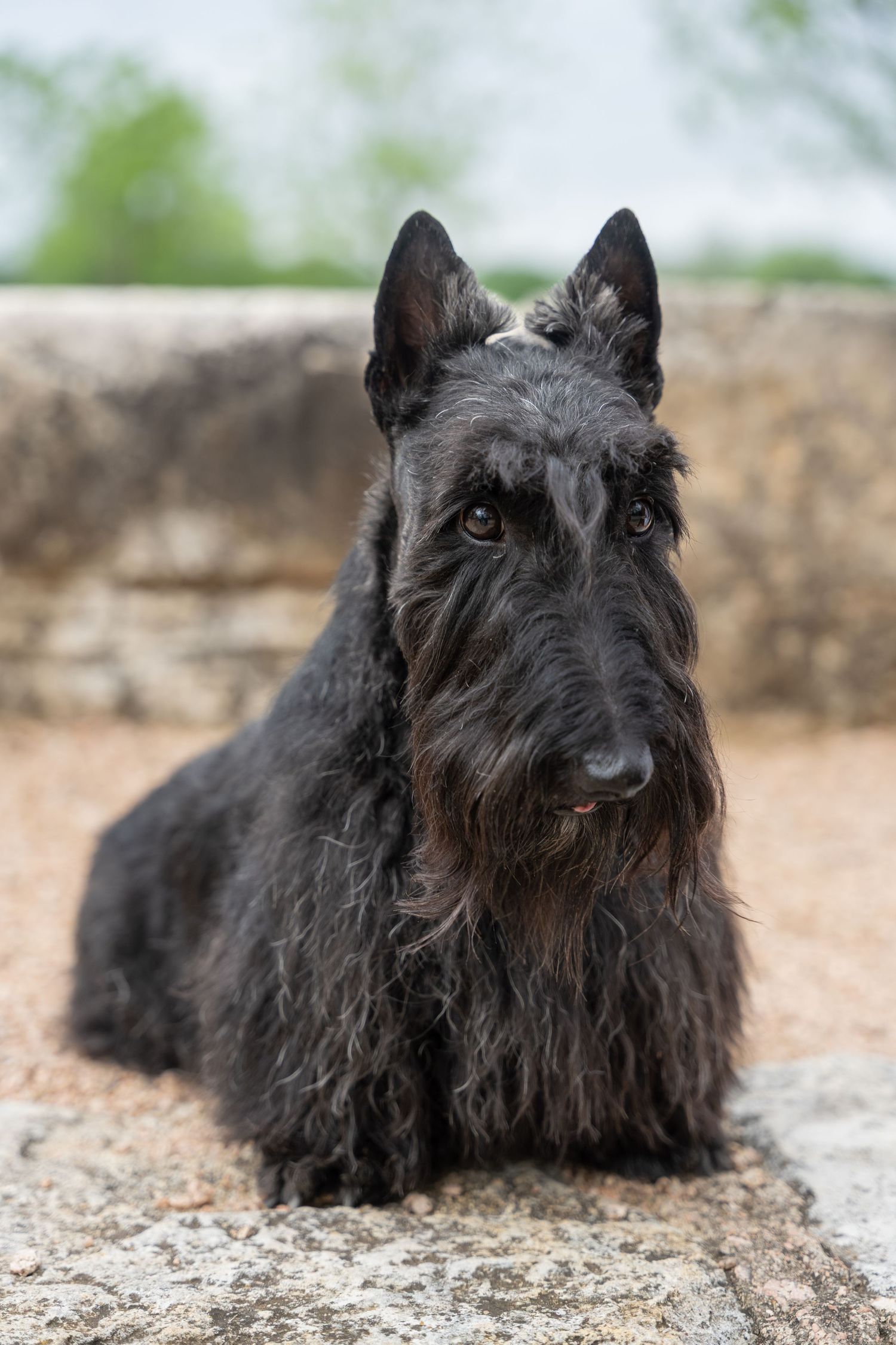 A black Scottish Terrier dog sitting on stone steps, looking directly at the camera with alert ears.