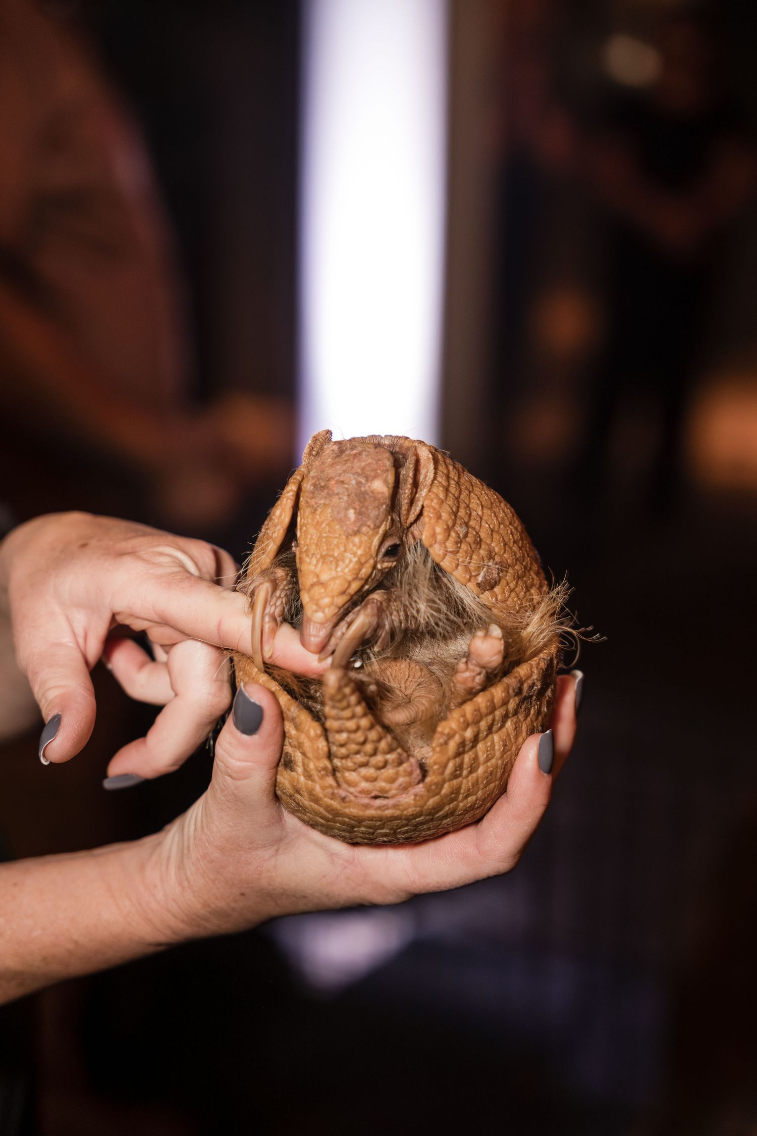 A sequence of hands holding and examining a brown snakeskin or molted snake skin against a dark background.