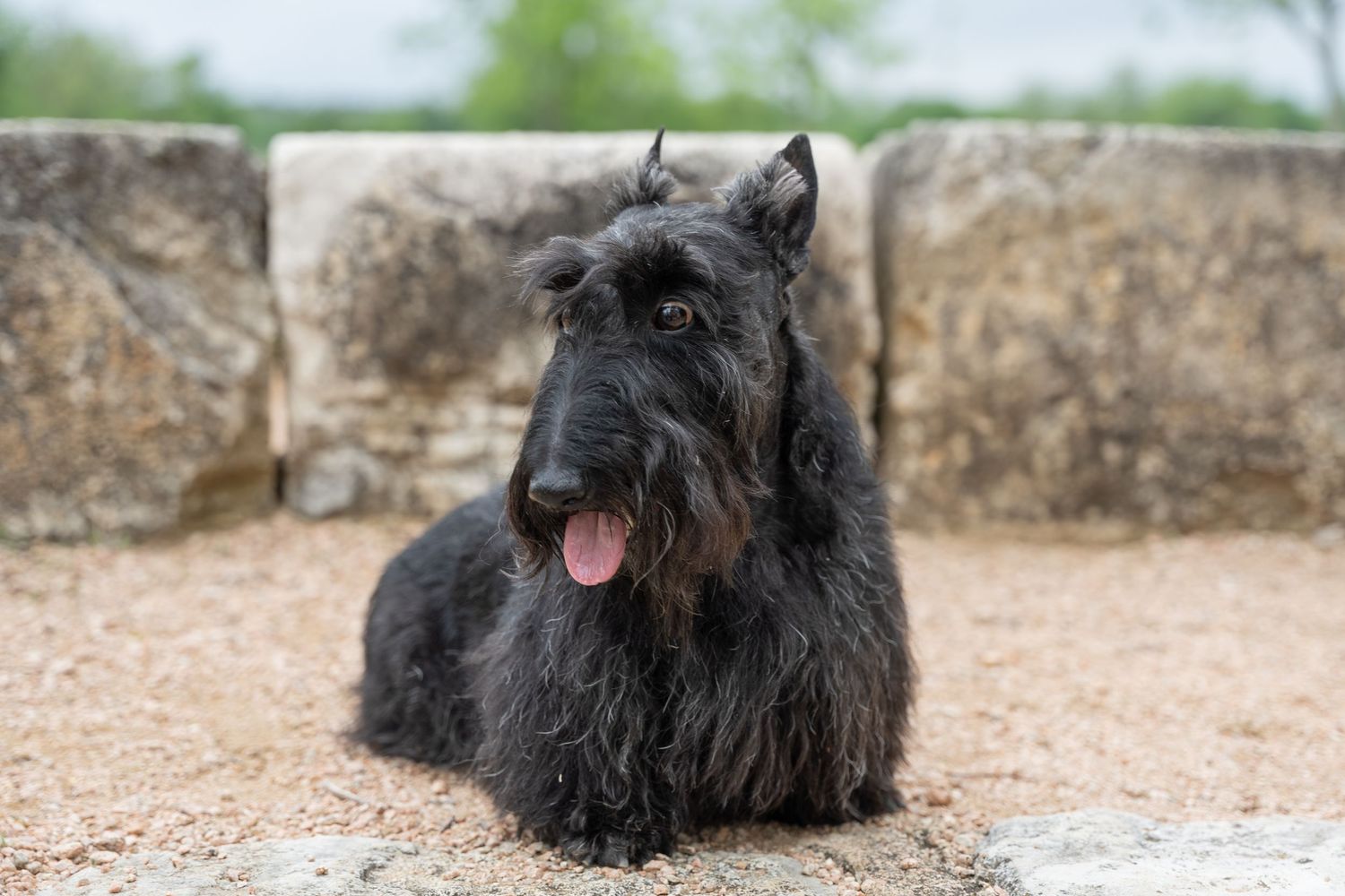 Black Scottish Terrier dog lying on gravel with tongue out, posed in front of stone wall outdoors.