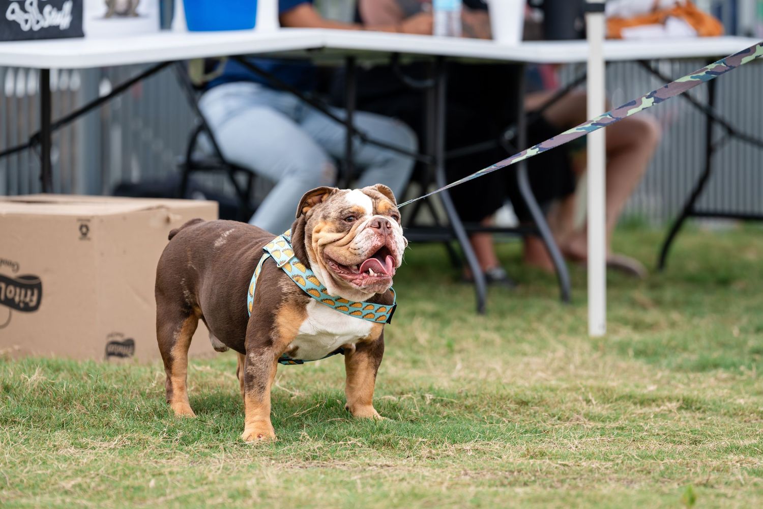 A happy English bulldog with a smiling expression stands on grass during an outdoor event.