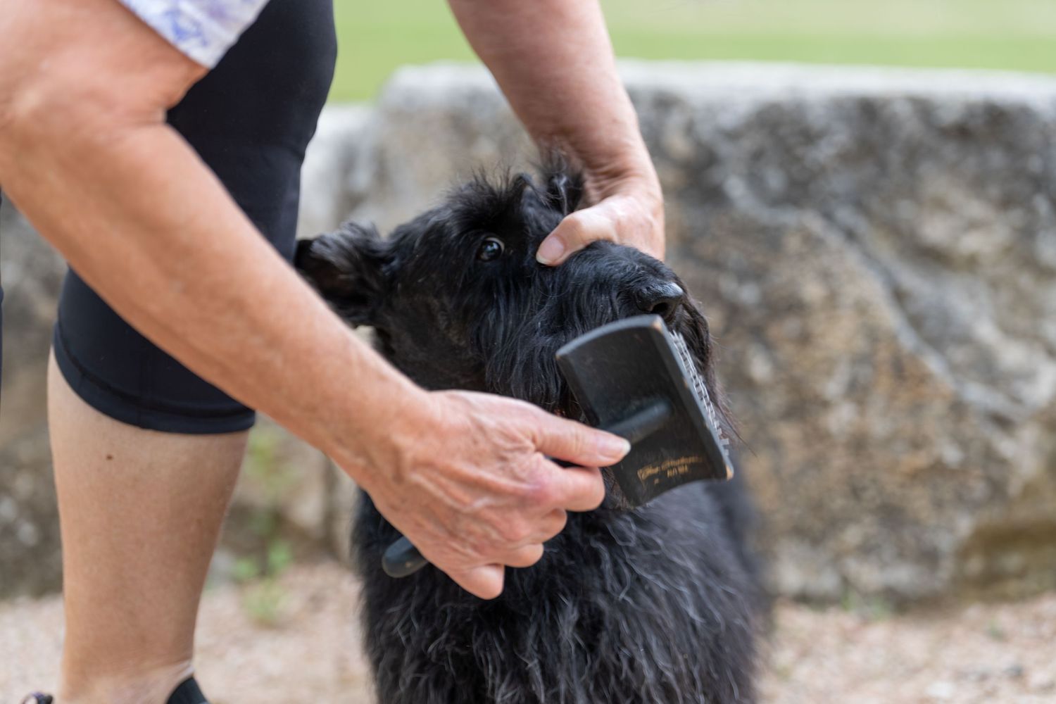 Person grooming a black dog with a brush outdoors near a stone wall.