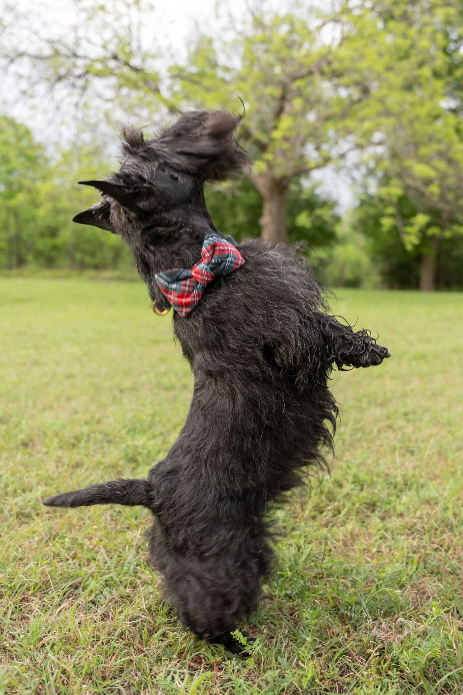 Black Scottish Terrier dog wearing plaid bow tie standing on hind legs in green park outdoors.