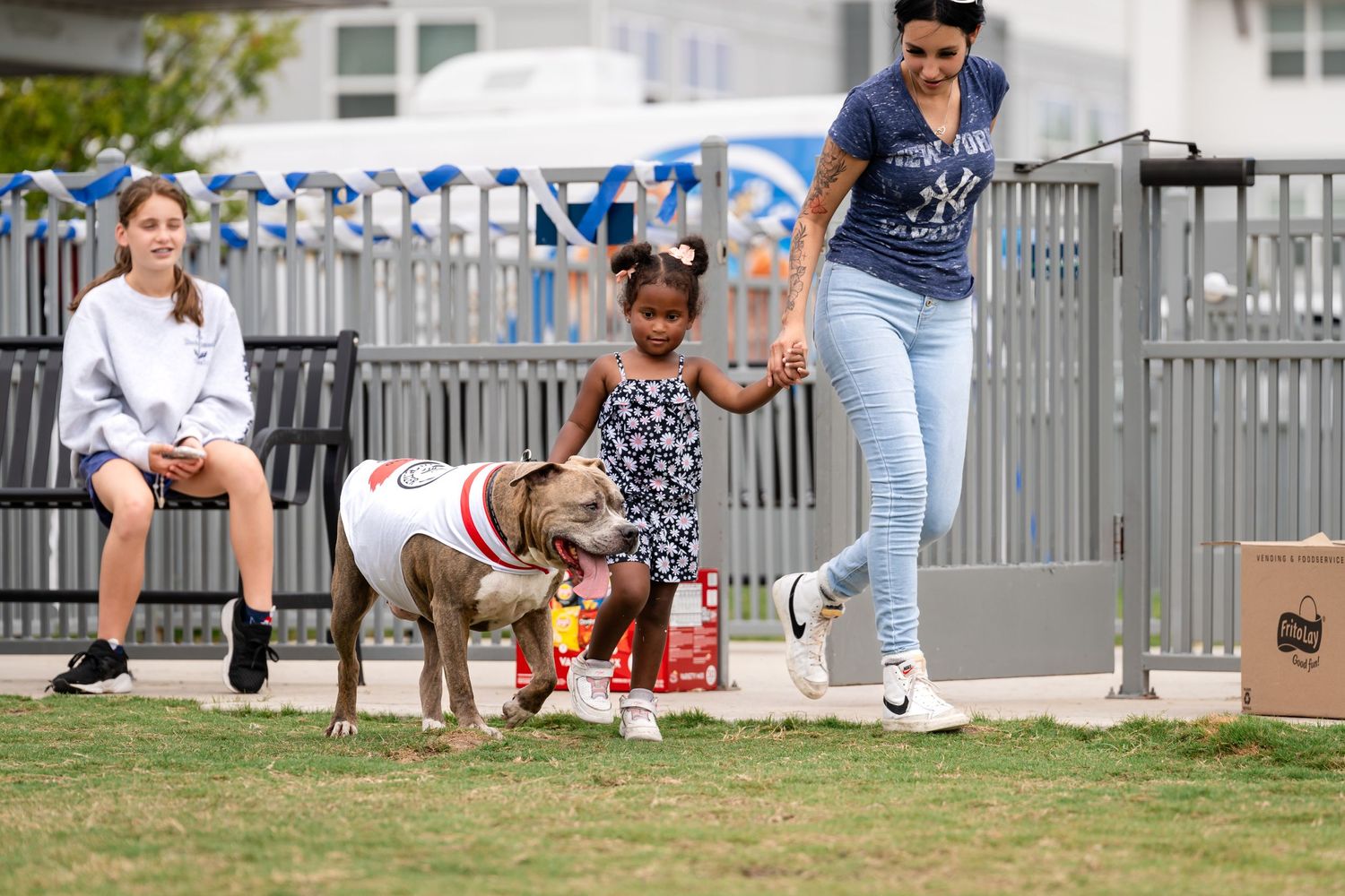 A pit bull type dog participates in an outdoor event with spectators watching from behind a fence.