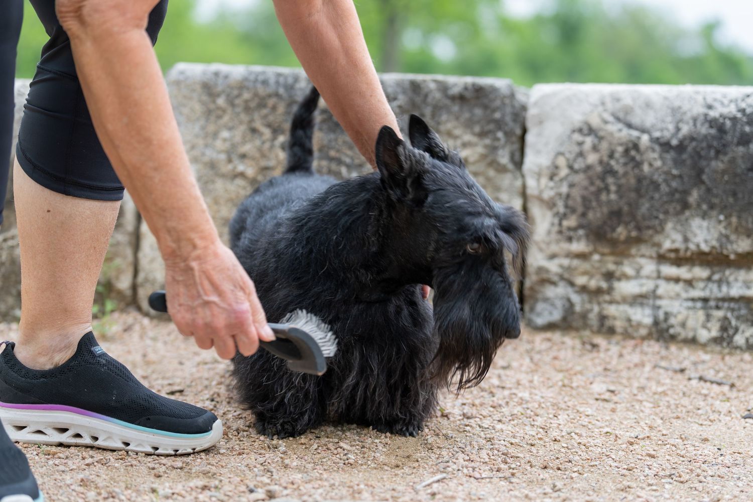 Person grooming a black Scottish Terrier dog outdoors with a brush on a gravel surface near stone wall.