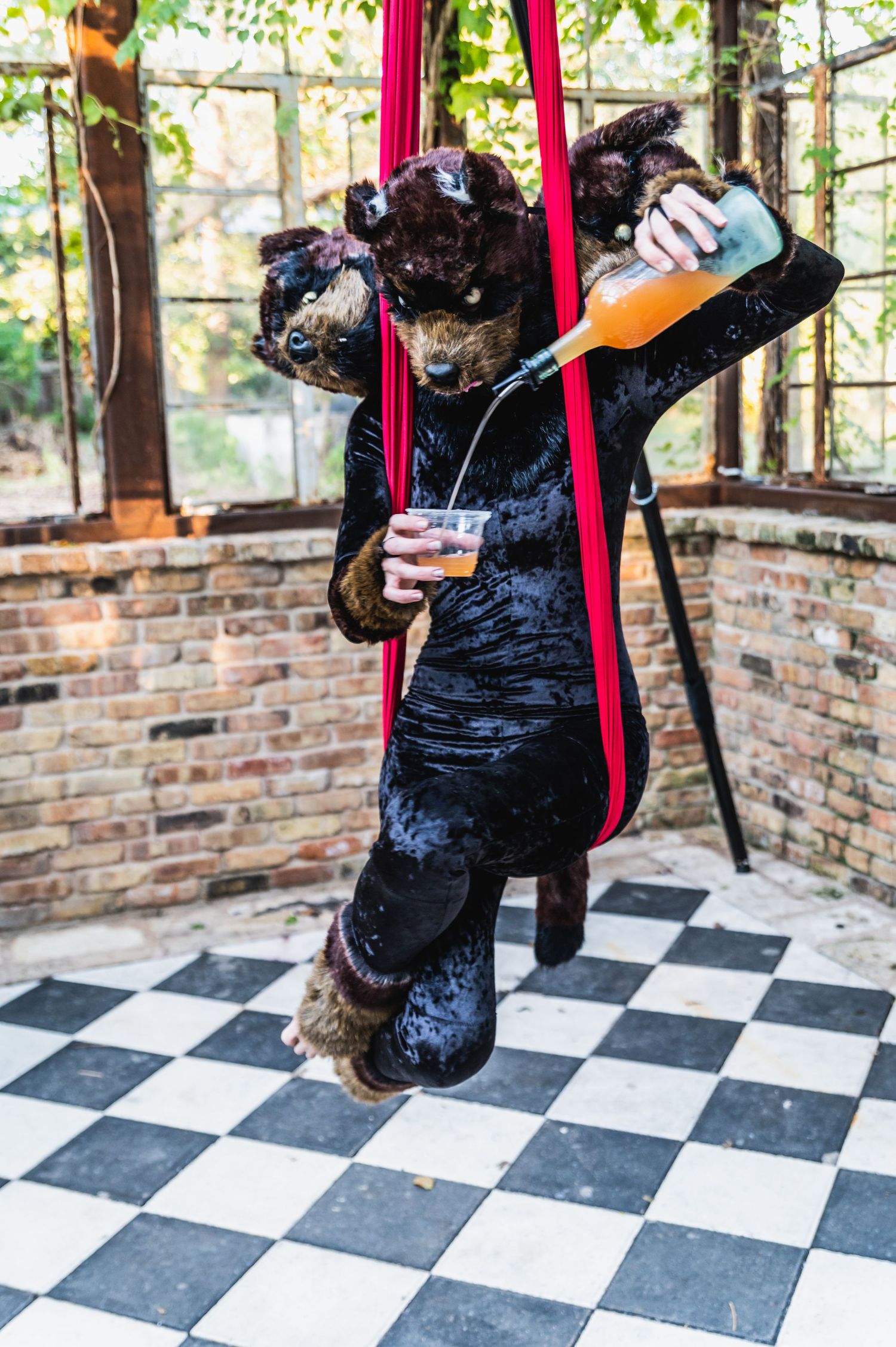 Black plush bear figure suspended from red aerial silks in a conservatory setting.
