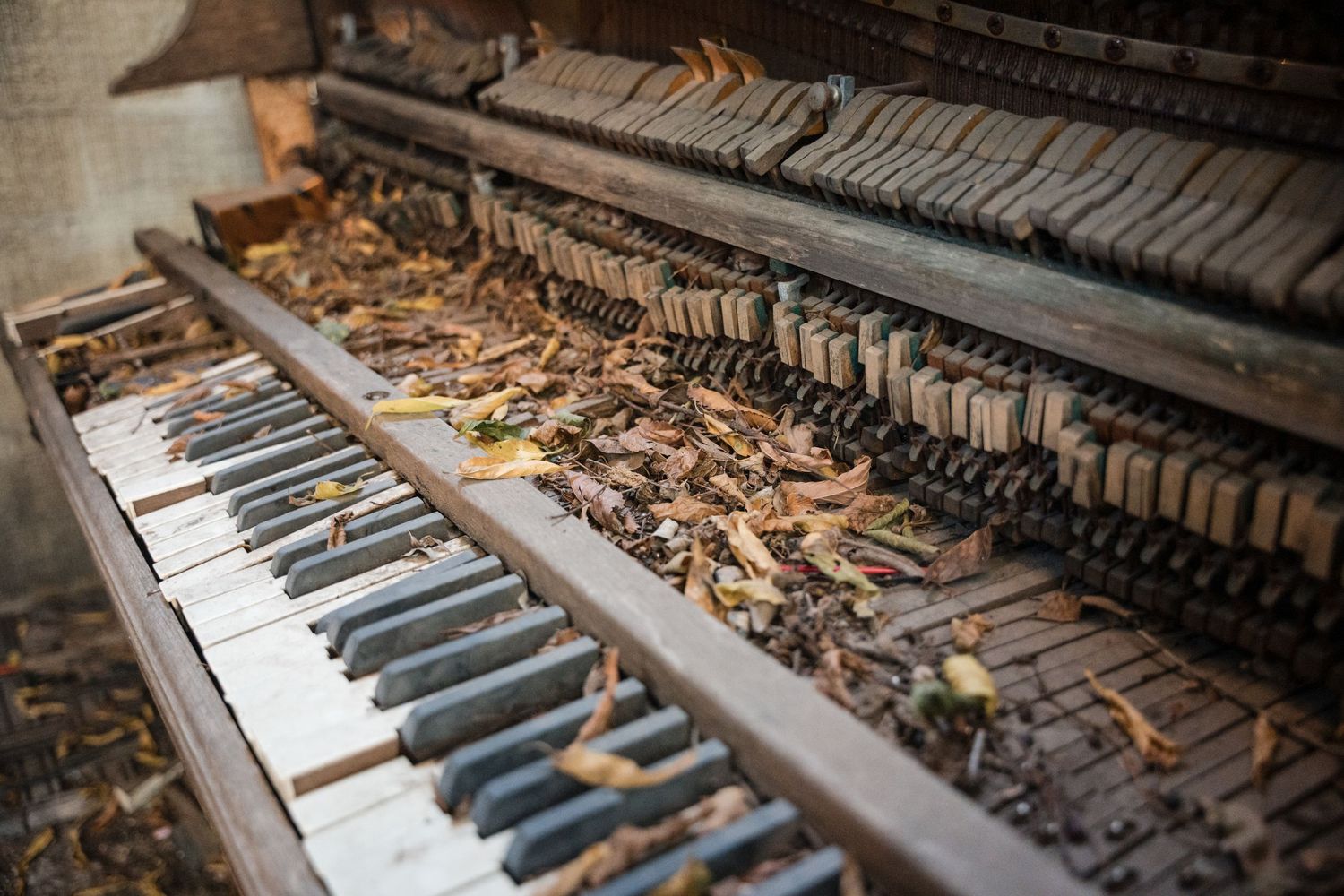 Close-up of a deteriorating antique piano keyboard covered in dust and debris.