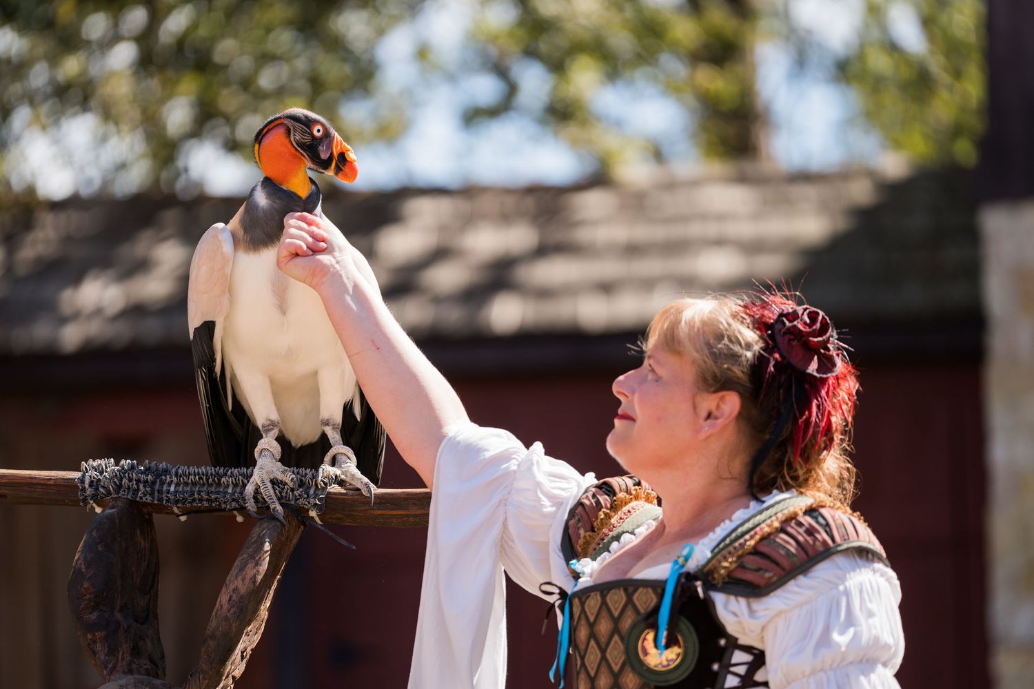 Bird handler in renaissance costume presents colorful macaw during outdoor performance.