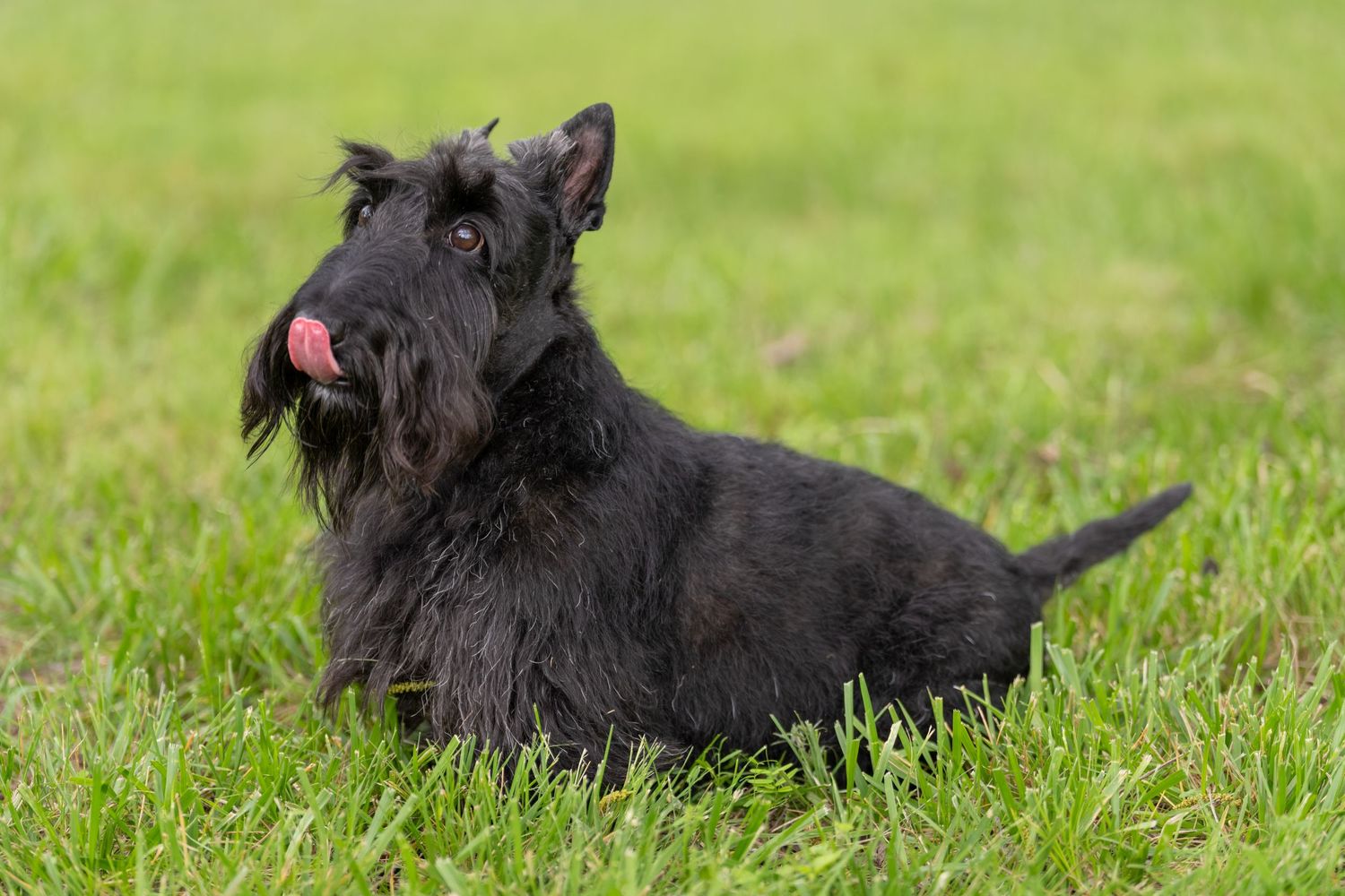 A black Scottish Terrier dog lying in green grass with tongue out.
