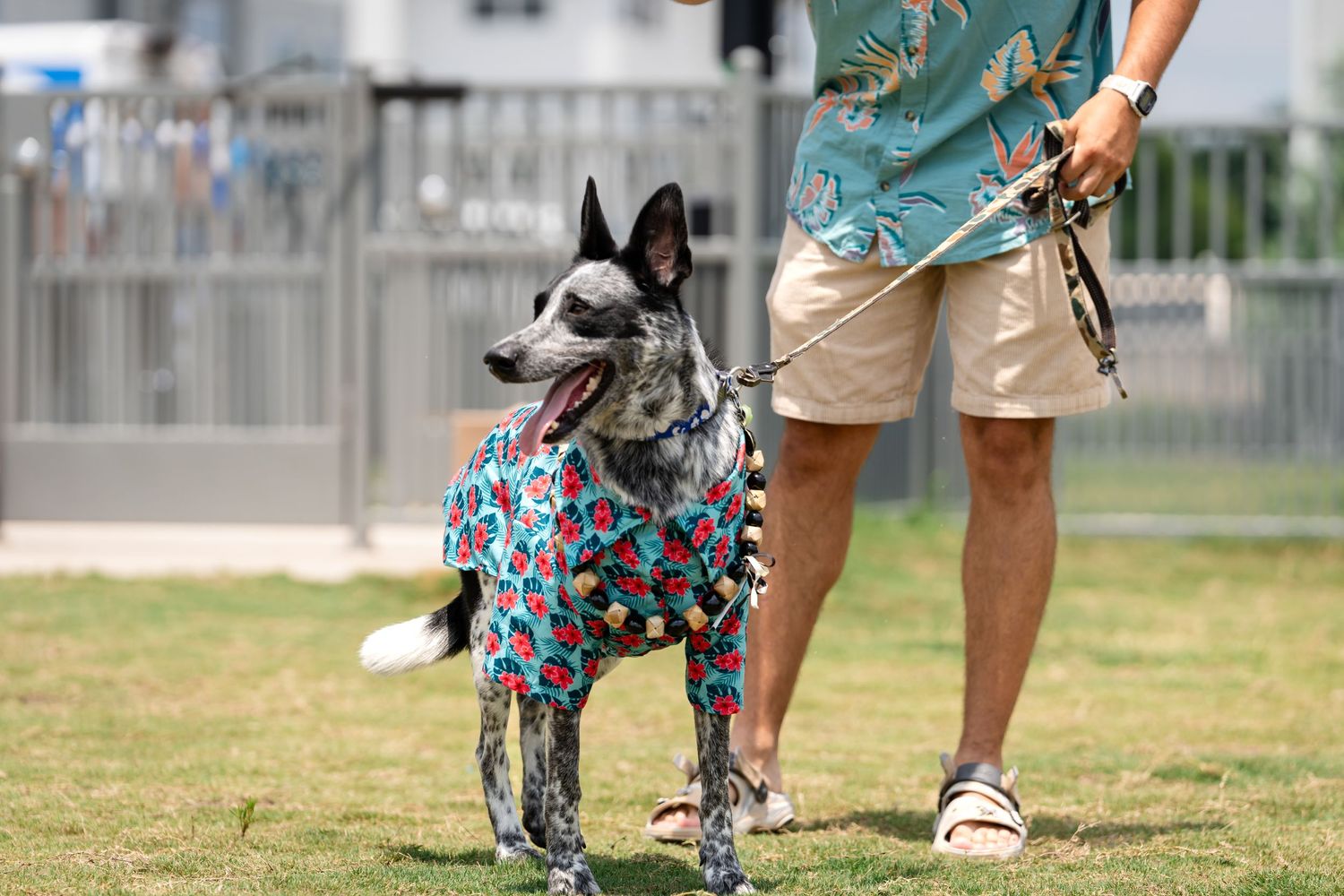 A cattle dog wearing a festive outfit stands with their handler on grass.