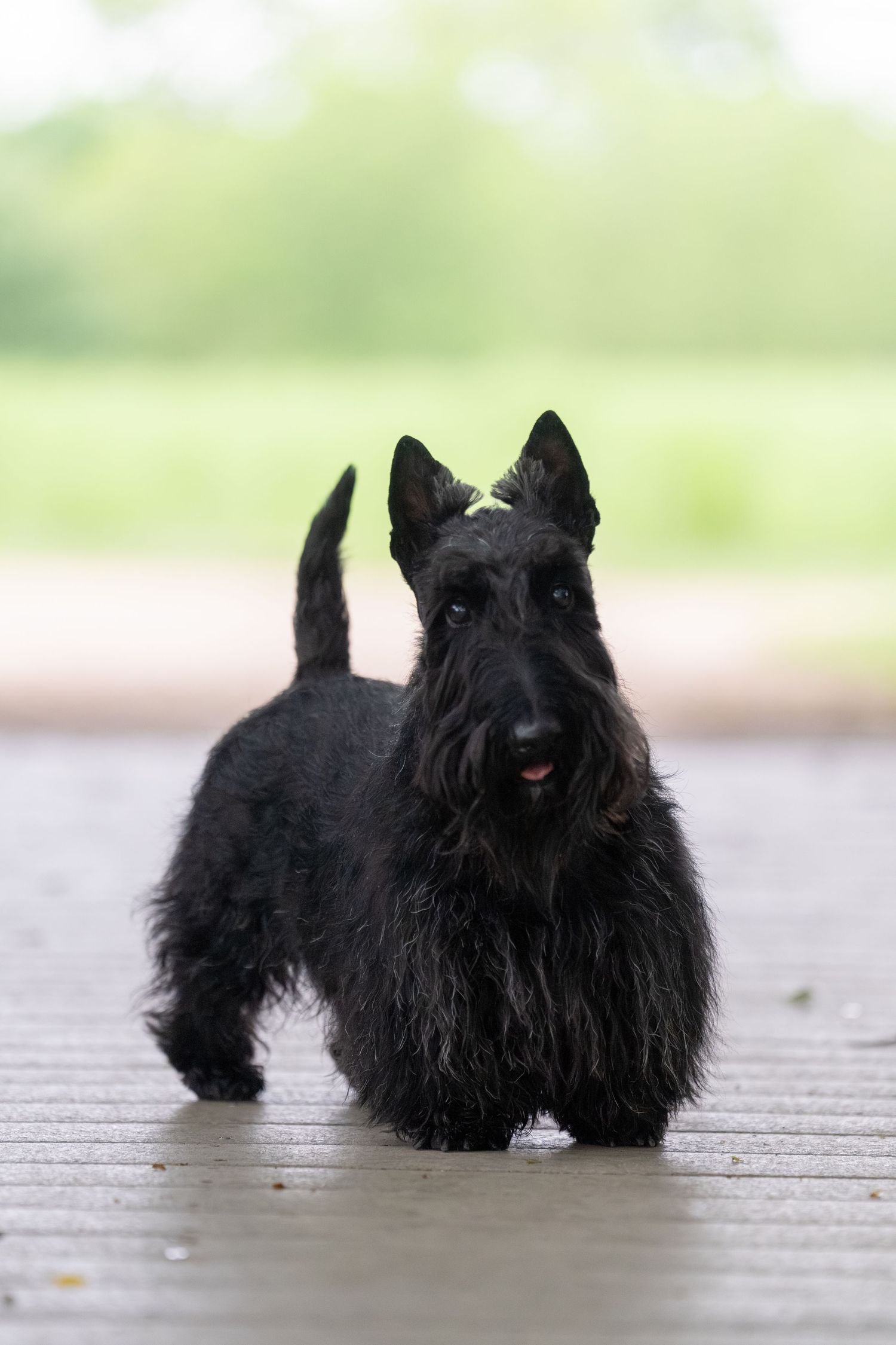 A black Scottish Terrier dog standing alert on a paved surface with a blurred green background.
